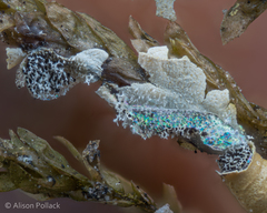 Badhamia crassipella