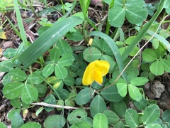 Arachis duranensis, photograph (c) Yj, some rights reserved (CC BY)