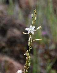 Trihesperus glaucus