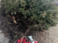 Taxus baccata