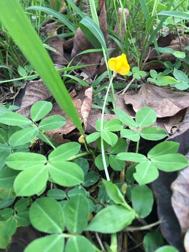 Arachis duranensis, photograph 5