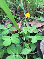 Arachis duranensis, photograph (c) Yj, some rights reserved (CC BY)