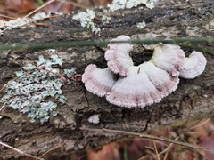 Schizophyllum commune
