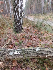 Schizophyllum commune