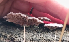 Schizophyllum commune