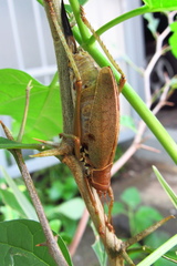 Idiarthron hammuliferum