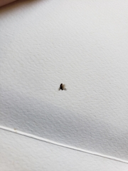 Insecta