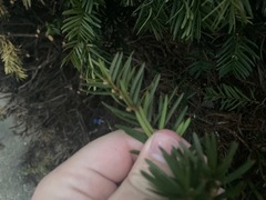 Taxus baccata