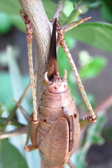 Idiarthron hammuliferum