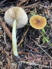 Pluteus vellingae