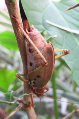 Idiarthron hammuliferum