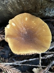 Pluteus vellingae