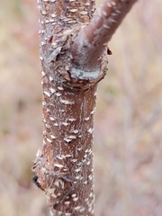 Prunus serotina