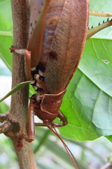 Idiarthron hammuliferum