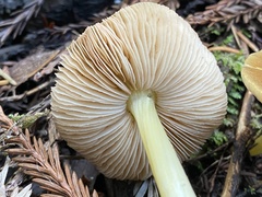 Pluteus vellingae