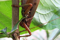 Idiarthron hammuliferum