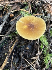 Pluteus vellingae