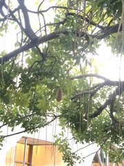 Kigelia africana