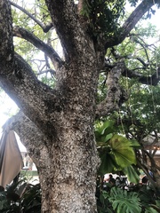 Kigelia africana