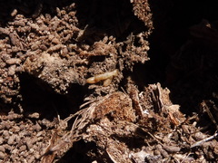 Reticulitermes aegeus