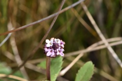 Phyla nodiflora nodiflora