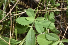 Phyla nodiflora nodiflora