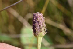 Phyla nodiflora nodiflora