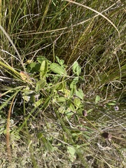 Phyla nodiflora nodiflora
