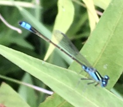 Ischnura fluviatilis