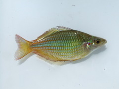 Banded Rainbowfish photo 3