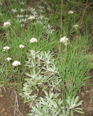 Allium denudatum