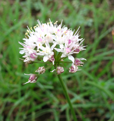 Allium denudatum