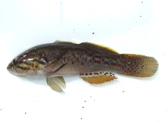 Northern Purplespotted Gudgeon photo 2