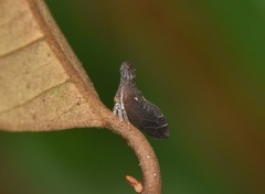 Lycoderes fabricii