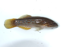 Northern Purplespotted Gudgeon photo 3