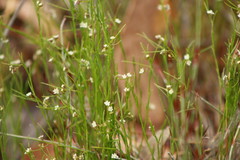 Laxmannia sessiliflora
