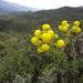 Calceolaria inamoena - Photo (c) Elke Entenmann, algunos derechos reservados (CC BY-NC), subido por Elke Entenmann