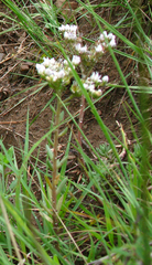 Petrosedum subulatum