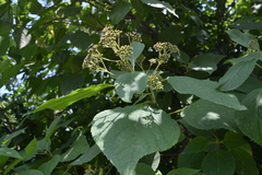 Chromolaena hookeriana