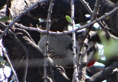 Chloropicus namaquus