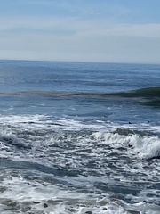 Melanitta perspicillata