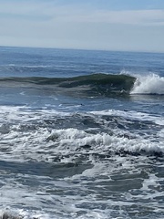 Melanitta perspicillata