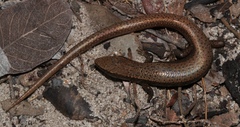 Panaspis maculicollis