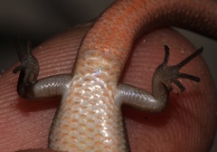 Panaspis maculicollis