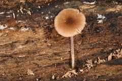 Pluteus seticeps