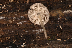 Pluteus seticeps
