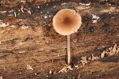 Pluteus seticeps