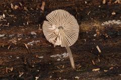 Pluteus seticeps