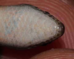 Panaspis maculicollis