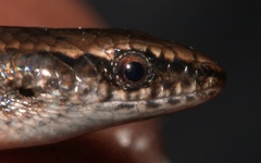 Panaspis maculicollis